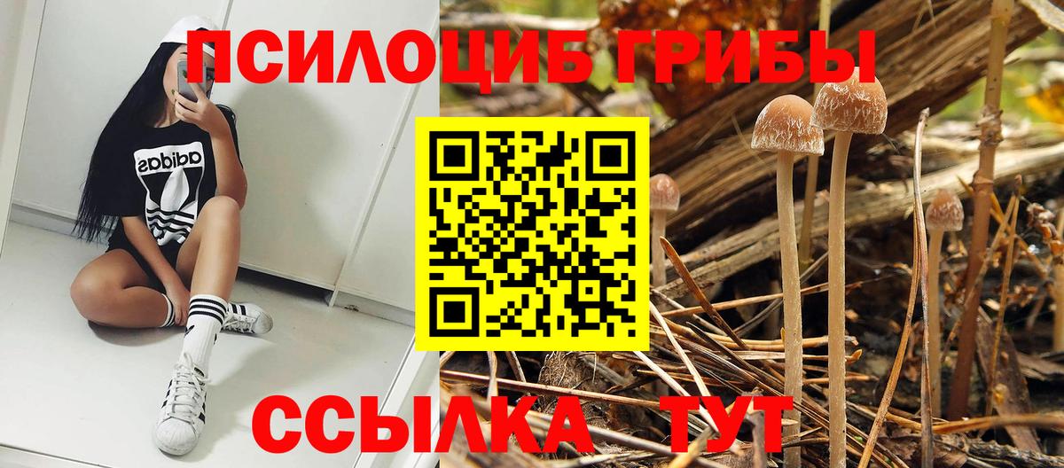 Лесозаводск  Псилоцибиновые грибы прущие грибы  Вход с VPN  Галлюциногенные грибы GOLDEN TEACHER 